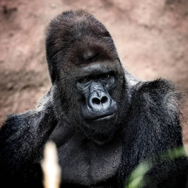 Portret silverback gorilla mężczyzna, ciężkie — Zdjęcie stockowe