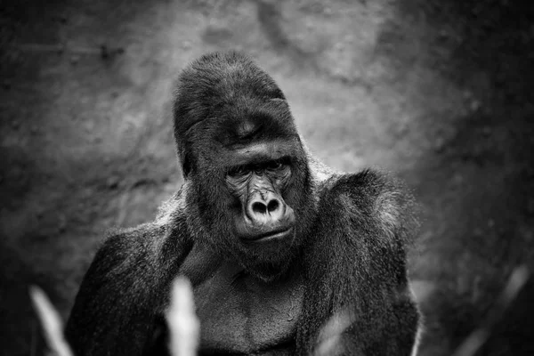 Portrait of a gorilla male, severe silverback