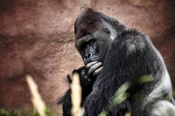 A gorilla hím, súlyos silverback portréja — Stock Fotó
