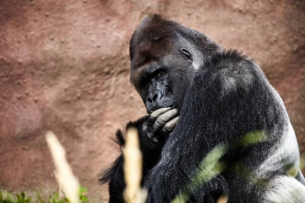 Portrait of a gorilla male, severe silverback — Stock Photo, Image