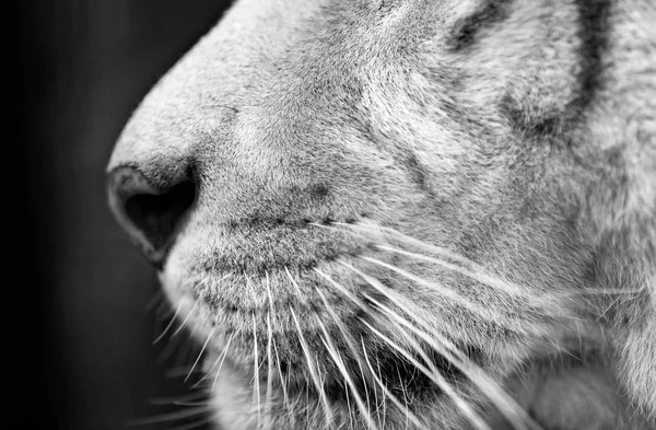 Tigre branco. retrato de um tigre — Fotografia de Stock