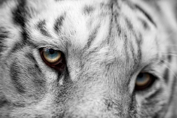 Witte tijger. Portret van een tijger — Stockfoto