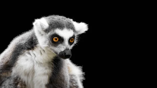 Lemurenkatze auf schwarzem Hintergrund, ein neugieriges Tier — Stockfoto