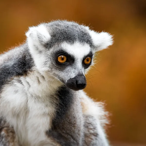 Lemur Catta, egy különös állat. — Stock Fotó