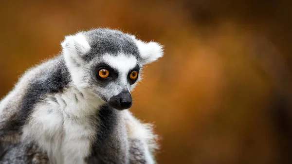 Lemur Catta, egy különös állat. — Stock Fotó