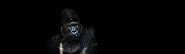 Retrato de un gorila macho sobre fondo negro — Foto de Stock