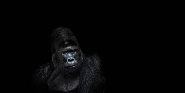 Retrato de un gorila macho sobre fondo negro — Foto de Stock