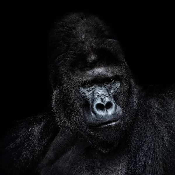Gyönyörű portré egy Gorilla. Hím gorilla a fekete háttér, súlyos silverback, emberszabású majom — Stock Fotó