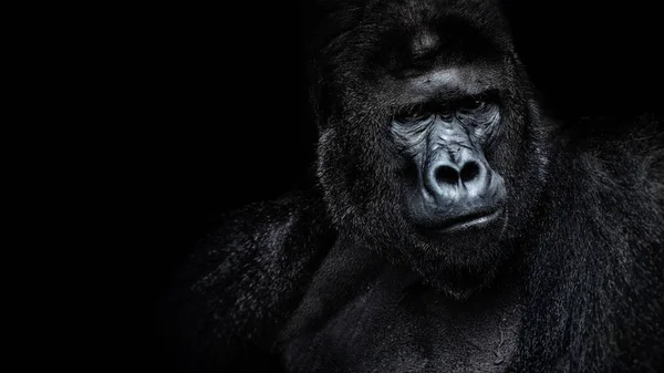 Hermoso retrato de un gorila. Gorila macho sobre fondo negro, espalda plateada severa, mono antropoide — Foto de Stock