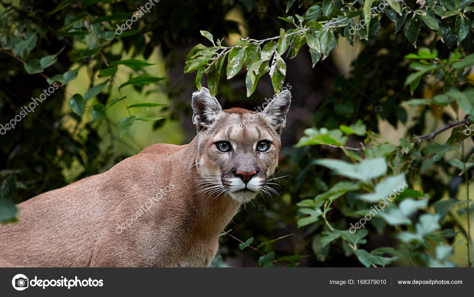 puma amerika