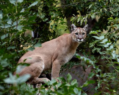 Portrait of Beautiful Puma. Cougar, mountain lion, puma, panther, striking pose, scene in the woods, wildlife America clipart