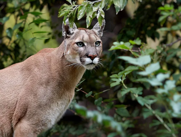 Gyönyörű Puma portréja. Cougar, hegyi oroszlán, puma, panther, feltűnő jelent, a jelenet az erdőben, a vadon élő amerikai — Stock Fotó