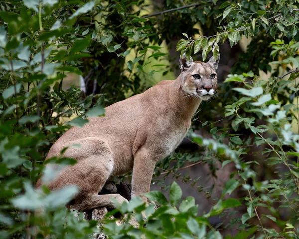 Güzel Puma portresi. Cougar, dağ aslanı, puma, panter, çarpıcı poz, ormanda, yaban hayatı Amerika sahne — Stok fotoğraf