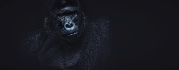 在黑色背景上的雄性大猩猩的肖像 — 图库照片