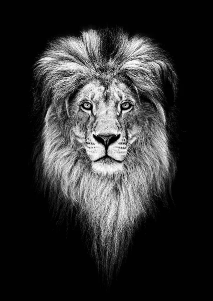 Portrait d'un beau lion, lion dans l'obscurité — Photo
