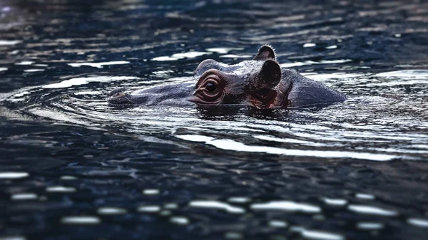 Hipopótamo comum na água no crepúsculo — Fotografia de Stock