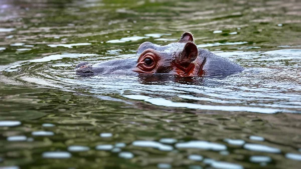 Common hippopotamus in the water (Hippopotamus amphibius) in water with head above surface — Stock Photo, Image