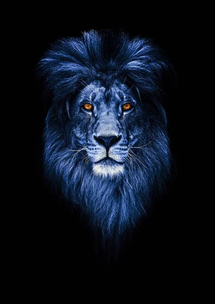 Portret pięknego lwa, lew w ciemności — Zdjęcie stockowe