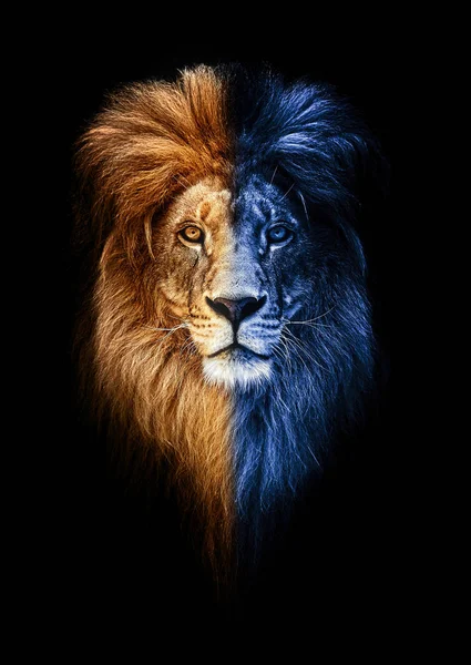 Retrato de un hermoso león, león en la oscuridad, fuego y hielo — Foto de Stock