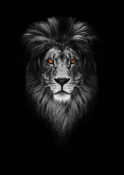 Portrét krásného lva, lev v temnotě — Stock fotografie