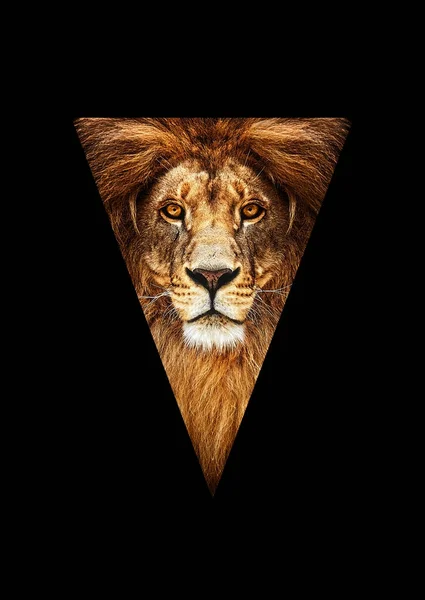 Retrato de un hermoso león, león en la oscuridad —  Fotos de Stock