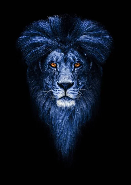 Porträt eines schönen Löwen, Löwe im Dunkeln — Stockfoto
