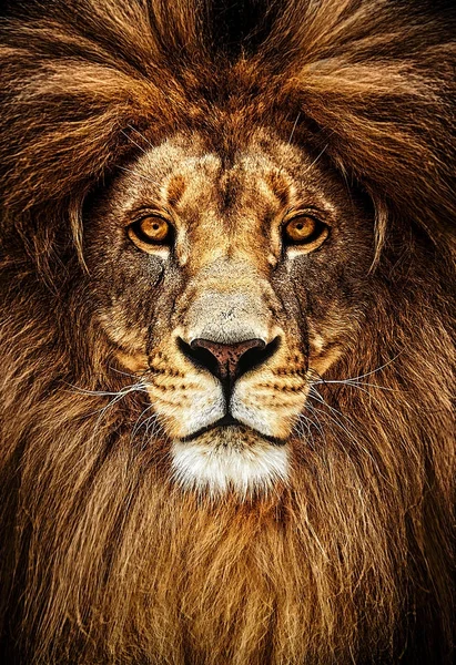 Porträtt av ett vackert lejon, lejon i mörker — Stockfoto