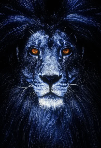Egy gyönyörű oroszlán portréja, oroszlán a sötétben — Stock Fotó