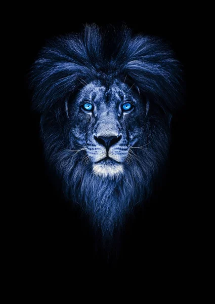 Retrato de un hermoso león, león con ojos helados. mirada fría — Foto de Stock