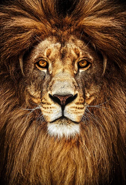 Portrait of a Beautiful lion, lion in dark — Stock Photo, Image