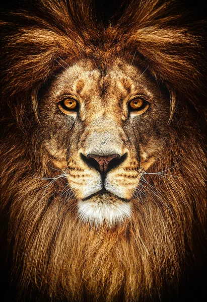 Portret pięknego lwa, lew w ciemności — Zdjęcie stockowe