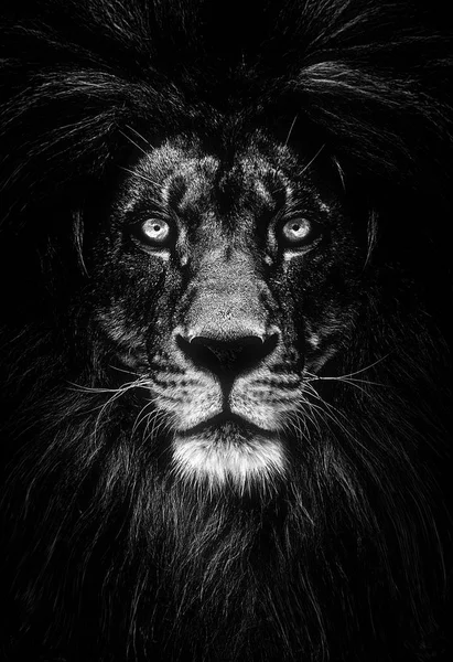 Retrato de un hermoso león, león en la oscuridad —  Fotos de Stock