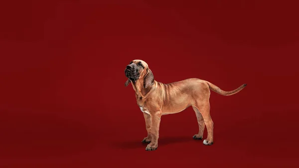Mastiff Puppy. Mastín Brasileño también conocido como Fila Brasileiro . —  Fotos de Stock