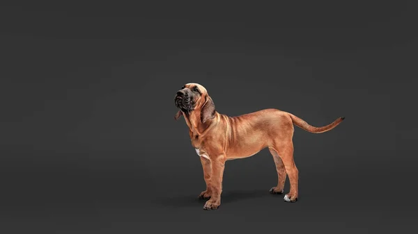 Filhote de cachorro mastim. Mastim Brasileiro também conhecido como Fila Brasileiro . — Fotografia de Stock