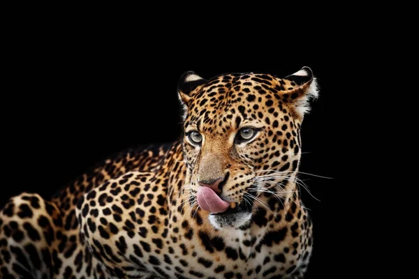 Portrait léopard sur fond sombre. Panthera pardus kotiya — Photo