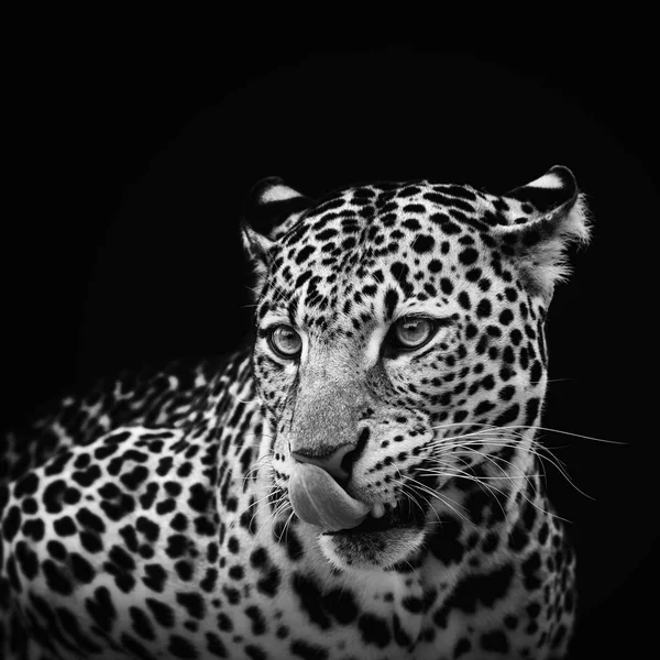 Leopard portré a sötét háttér előtt. Panthera pardus kotiya — Stock Fotó