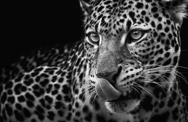 Portret leopard pe fundal întunecat. Panthera pardus kotiya — Fotografie, imagine de stoc