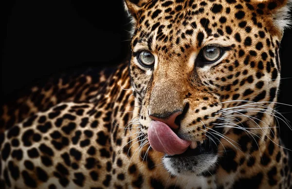 Retrato de leopardo sobre fondo oscuro. Panthera pardus kotiya —  Fotos de Stock