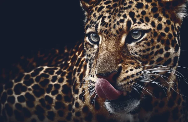 Koyu arka plan üzerinde leopar portre. Panthera pardus kotiya — Stok fotoğraf