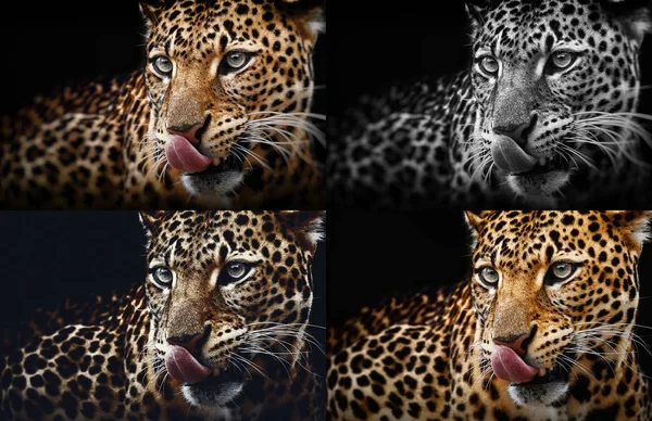 Leopard portré a sötét háttér előtt. Panthera pardus kotiya, nagy foltos macska feküdt — Stock Fotó