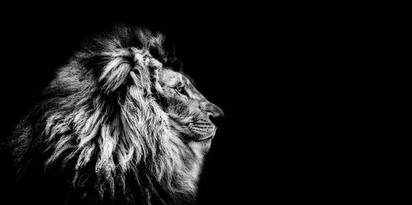 Retrato de un hermoso león, gato de perfil, león en la oscuridad — Foto de Stock