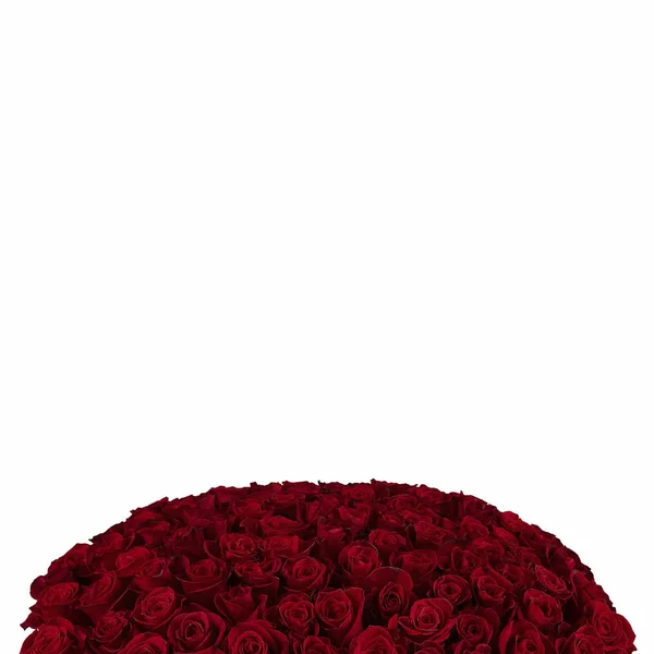 Rosa vermelha. Isolado grande buquê de 101 vermelho rosa no branco — Fotografia de Stock