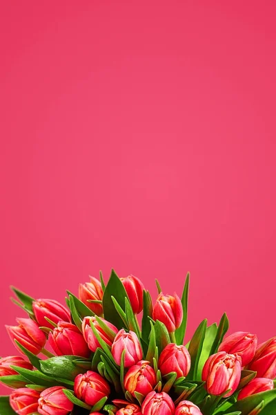 Cartão Flor de tulipas. flores frescas da primavera com gotas de água . — Fotografia de Stock