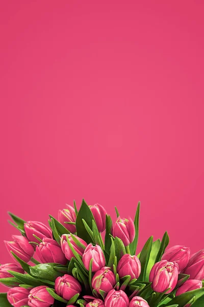 Tulips Flower card. fresh spring flowers with water drops. — Stock Photo, Image