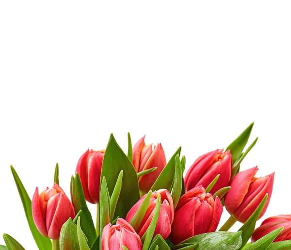 Tarjeta Flor Tulipanes. flores frescas de primavera con gotas de agua . — Foto de Stock