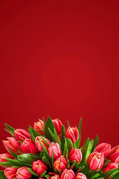 Tulpenblumenkarte. frische Frühlingsblumen mit Wassertropfen. — Stockfoto