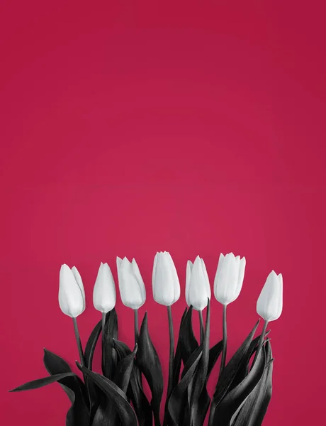 Tulipany na różowym tle — Zdjęcie stockowe