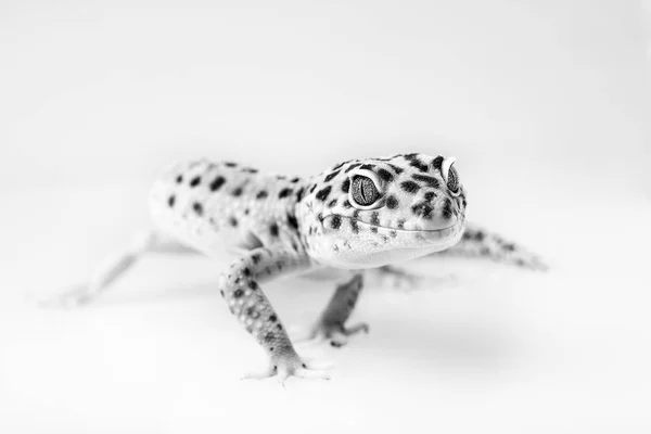 Eublifar, leopard Gecko - egzotyczny zwierzę — Zdjęcie stockowe