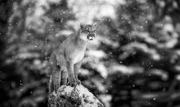Portrait of a cougar, mountain lion, puma — Stock Photo, Image