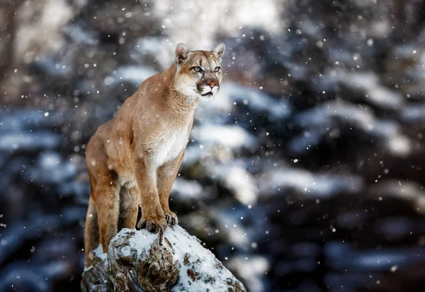 Portrait of a cougar, mountain lion, puma — Stock Photo, Image